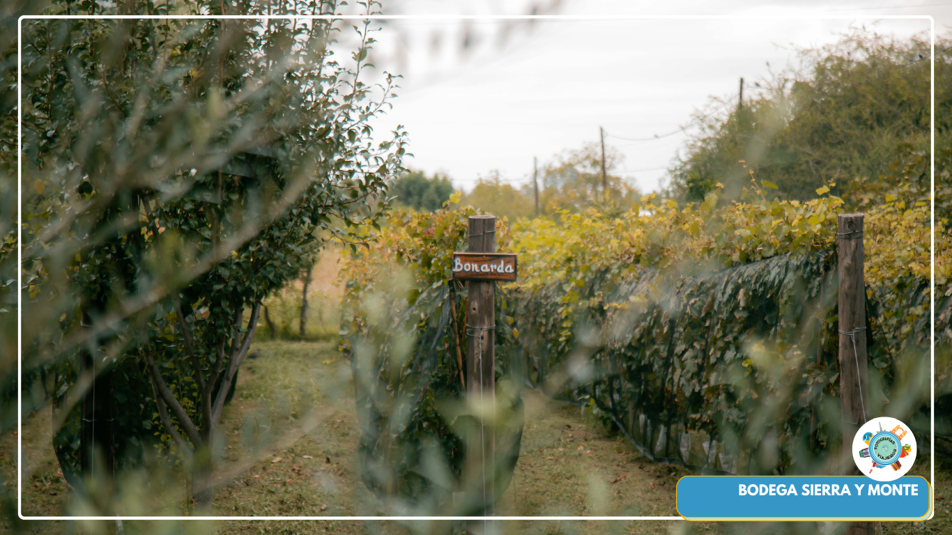 bodega sierra y monte
