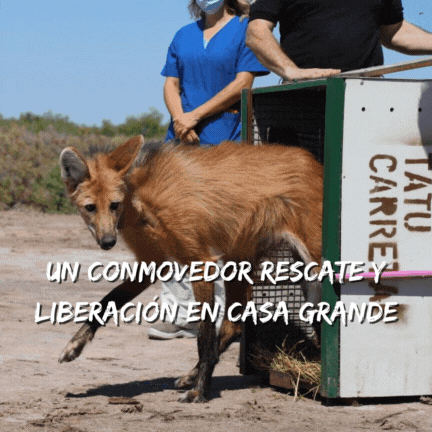Un Conmovedor Rescate y Liberación de un Aguará Guazú